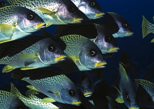 Images Dated 21st November 2002: Blackspotted rubberlip fish
