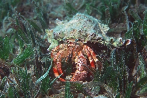 Images Dated 17th January 2005: Blade-eyed hermit crab
