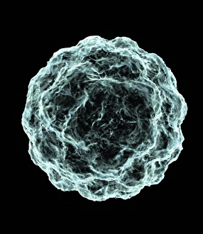 Stem Cell Gallery: Blastocyst, artwork
