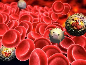 Images Dated 31st October 2006: Blood cells