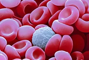 Images Dated 11th March 2002: Blood cells, SEM