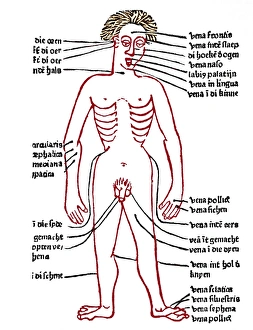 Bloodletting sites, 15th century diagram Bloodletting sites, 15th century diagram