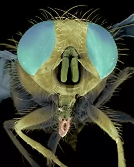Images Dated 8th January 2003: Blowfly head, SEM