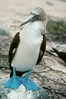 Images Dated 3rd February 2006: Blue-footed booby