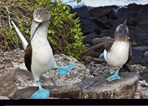 Ornithological Gallery: Blue-footed booby courtship display C013 / 7485