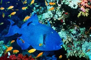 Images Dated 21st September 2004: Blue triggerfish