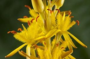 Bog Asphodel (Narthecium ossifragum) C016/3544 Bog Asphodel (Narthecium ossifragum) C016/3544