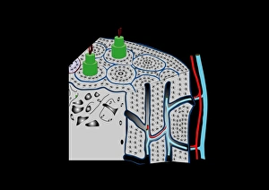 Prints of Bone structure, computer artwork. In the interior of the bone is cancellous, or spongy, bone (left), which is found at the ends of long bones and vertebra (spine bones) Images Dated 2011 June: Bone Structure Print - Compact and Cancellous Bone Layers