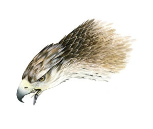 Bonelli's eagle, artwork Bonelli's eagle, artwork