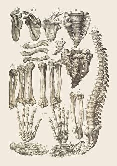 Vertebrae Gallery: Bones of the human skeleton