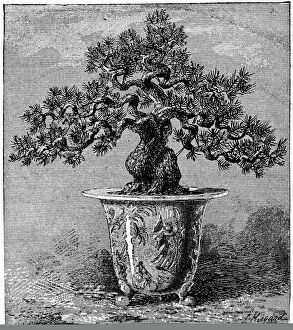 Monochrome Collection: Bonsai dwarf pine, 1889 C013 / 8769