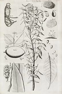 Images Dated 31st March 2012: Botanical illustrations, 17th century