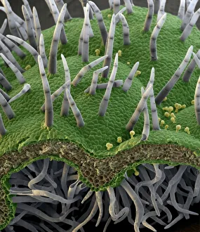 Trichome on leaf of Arabidopsis thaliana  Scanning electron microscopy,  Microscopy, Electron microscope