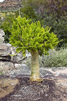 Cederberg Mountains Gallery: Botterboom tree (Tylecodon paniculatus)