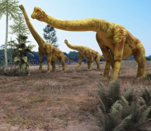 Brachiosaurus dinosaurs Brachiosaurus dinosaurs