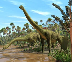 Paleontology Gallery: Brachiosaurus dinosaurs