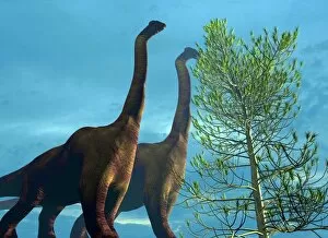 Images Dated 3rd December 2003: Brachiosaurus dinosaurs