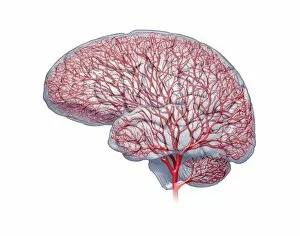 Central Nervous System Gallery: Brain blood vessels, artwork