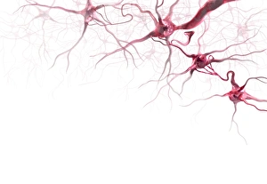 Cell Body Gallery: Brain cells, artwork