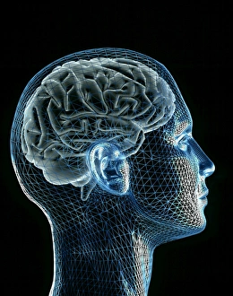 Brain Brain