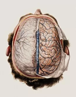 Images Dated 11th October 2006: Brain meninges