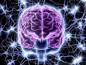 Brain and nerve cells, neural network F006/3585 Brain and nerve cells, neural network F006/3585