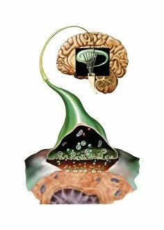 Brain synapse, anatomical artwork