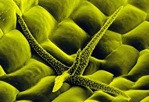Branched hair in leaf stalk of water lily Branched hair in leaf stalk of water lily