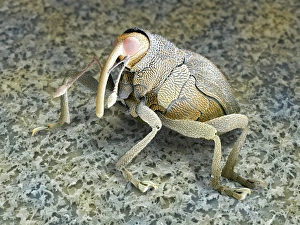 Brassica weevil, SEM Brassica weevil, SEM