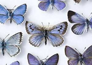 British large Blue butterfly colln. 1865 British large Blue butterfly colln. 1865