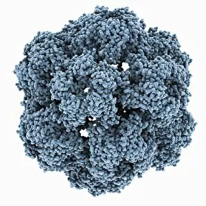 Brome mosaic virus capsid