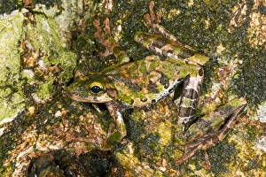 Buckleys slender-legged treefrog Buckleys slender-legged treefrog