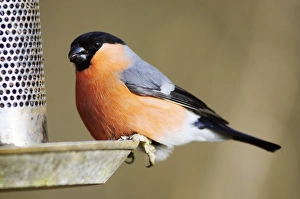 Bullfinch on a birdfeeder Bullfinch on a birdfeeder
