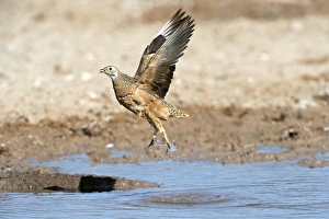 Burchell's Sandgrouse Burchell's Sandgrouse