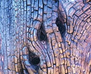 Images Dated 7th September 2004: Burnt tree bark