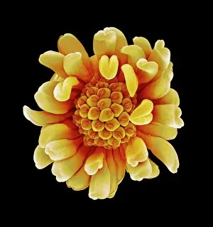 Images Dated 1st October 2008: Buttercup flower, SEM