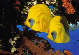 Images Dated 21st November 2002: Butterfly fish
