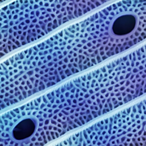 Butterfly wing scale, SEM Butterfly wing scale, SEM