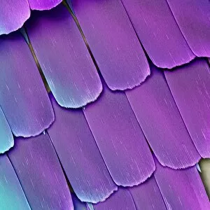 Images Dated 9th December 2008: Butterfly wing scales