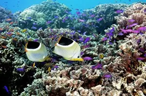 Marine Life Collection: Butterflyfish and purple anthias fish