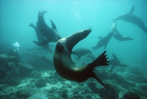 Californian sea lions Californian sea lions