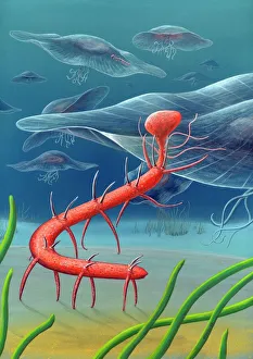 Cambrian invertebrate, artwork Cambrian invertebrate, artwork