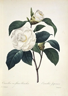 Camellia japonica, 19th century C016/4978 Camellia japonica, 19th century C016/4978