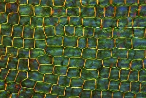 Canadian pondweed leaf, light micrograph Canadian pondweed leaf, light micrograph