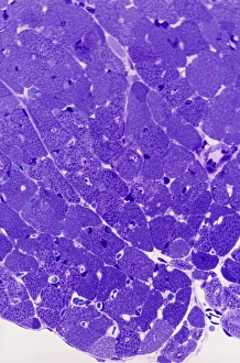 Nuclei Gallery: Cardiac muscle, light micrograph
