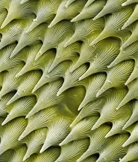 Images Dated 26th August 2003: Carnivorous plant leaf scales, SEM