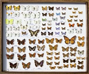 Entomology Collection: Case of British Butterflies Lepidoptera