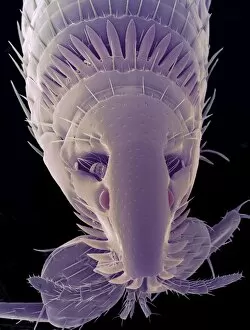 Images Dated 9th August 2002: Cat fleas head, SEM