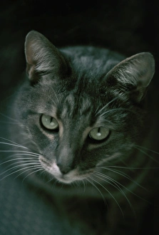Images Dated 17th July 2003: Cat