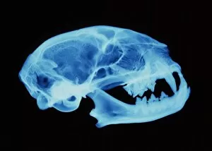 Images Dated 24th April 2001: Cat skull X-ray